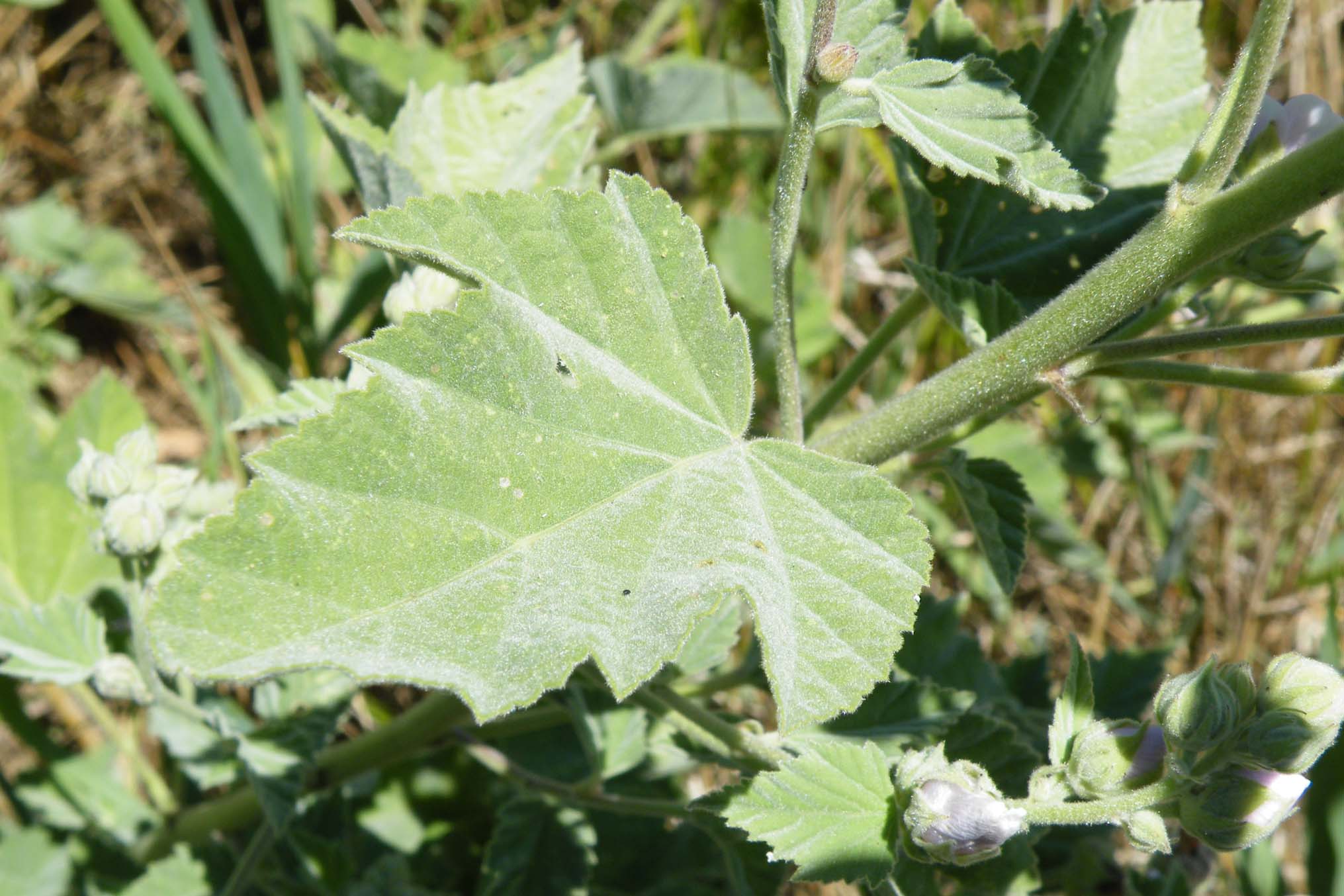 Althaea officinalis / Altea comune